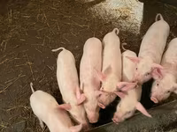 Porci (lot, sex nespecificat), Крупная белая — foto 2
