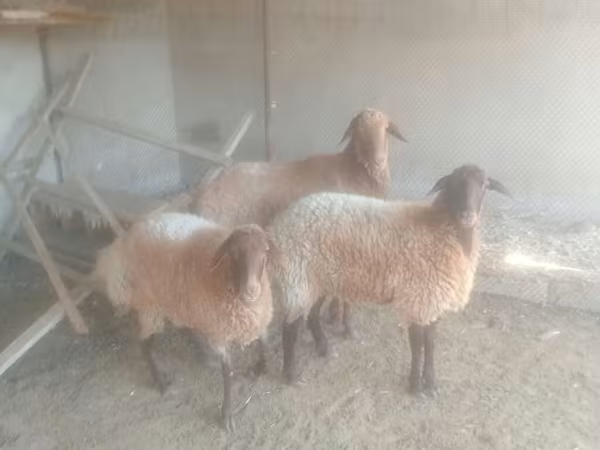 Ovelha, Ovelhas