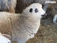 قوچ, Racka sheep — عکس 2