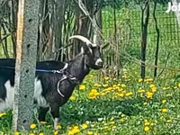 Kambing betina, Goats — foto 3