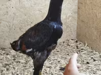Chickens — Foto 2
