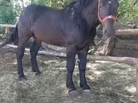 Cheval, Chevaux — photo 1