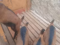Kozioł, Alpine goat — zdjęcie 2