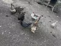 Ducks — 사진 4