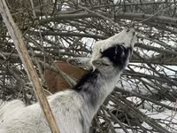 雄ヤギ, Saanen goat — 写真 4