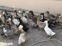 Ducks — Foto 1