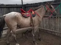 اسب نر, Altai horse — عکس 1