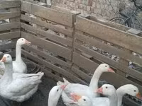 Geese — Foto 2