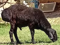 قوچ, Rhon sheep — عکس 3