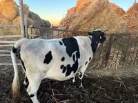 Krava, Latvian Blue cattle — foto 2