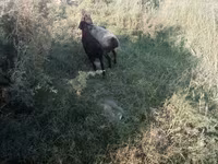 Ovce, Ovce — foto 5