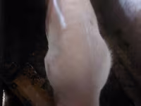 Babi hutan, Дюрок — foto 4