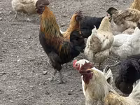 Chickens — ፎቶ 2