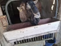 Արու այծ, Alpine goat — լուսանկար 6