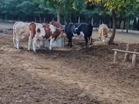 Vacă, Simmental cattle — foto 3