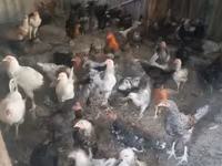 Chickens — 照片 5