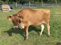 گاو ماده, نژاد جرسی — عکس 3