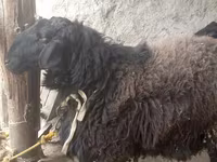 Koç, Blackheaded Persian sheep — foto 2