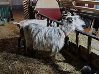 Kambing betina, Goats — foto 4