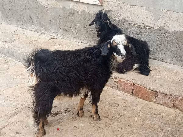 Ziegen (Partie, Geschlecht nicht angegeben), Angora goats