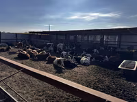 Býk, Simmental cattle — foto 2