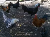 Chickens — عکس 1