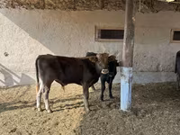 Tyre, Swiss cattle — foto 5