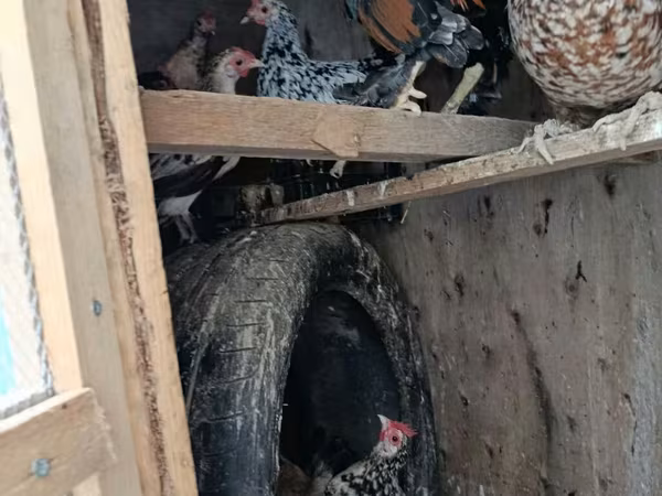 Japansk Bantam