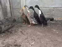 Geese — الصورة 2
