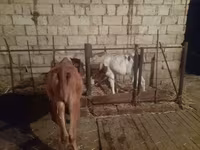 Krava, Simmental cattle — foto 2