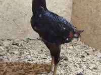 Chickens — Foto 6