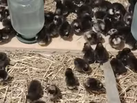 Chickens — լուսանկար 1
