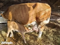 Bulle, Limousin-Kuh — Foto 2