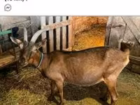 Ziegenbock, Alpine goat — Foto 1