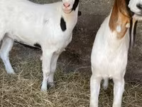 Koza, Boer goat — fotografija 5