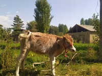 گاو ماده, Simmental cattle — عکس 1
