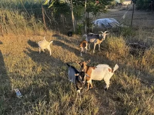 Capra, Capre