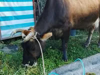 Krowa, Bydło — zdjęcie 2