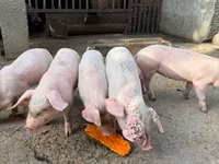公猪 — 照片 2