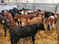 公牛, Cattle — 照片 2
