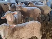 میش, گوسفند — عکس 4