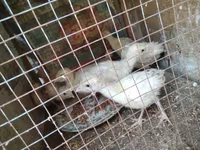 Geese — عکس 1