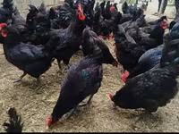 Australorp — foto 3