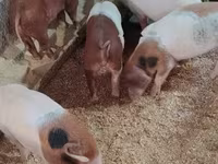 नर सूअर — फ़ोटो 5