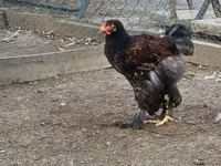 Brahma — foto 2