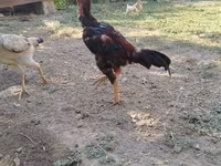 Chickens — foto 2