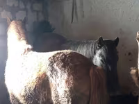 اسب نر, Kazakh horse — عکس 3