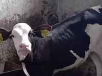 گاو نر, Simmental cattle — عکس 3