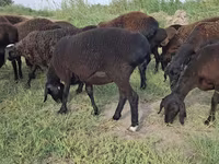숫양, Hissar sheep — 사진 8