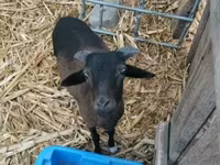 Қӯчқор, Cameroon sheep — акс 3